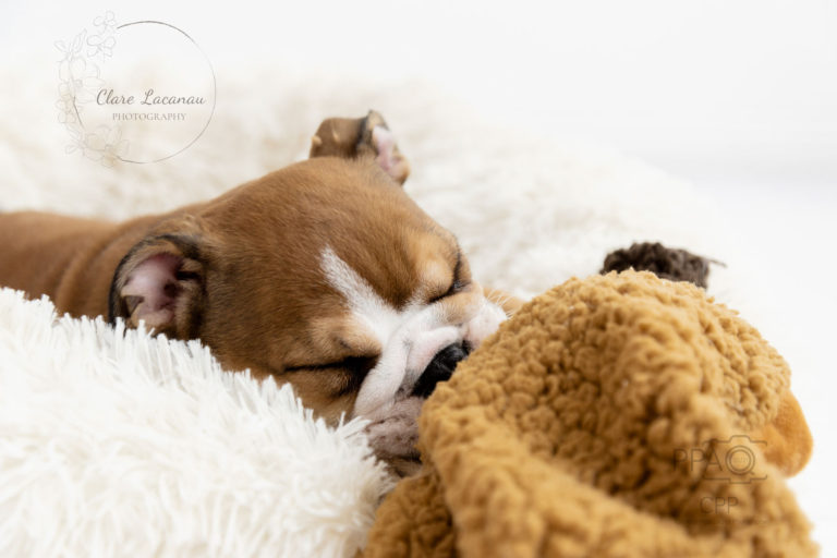 Sleepy British bulldog Puppy Photo