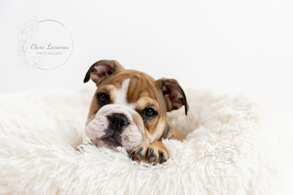 British Bulldog Puppy Stanley in the studio for a photo session