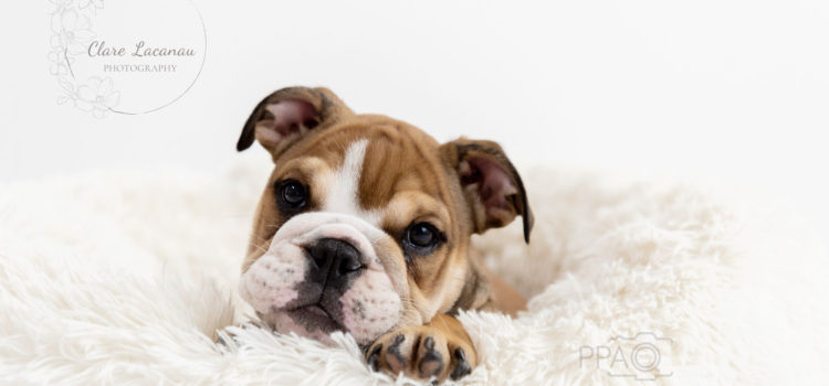 British Bulldog Puppy Stanley in the studio for a photo session