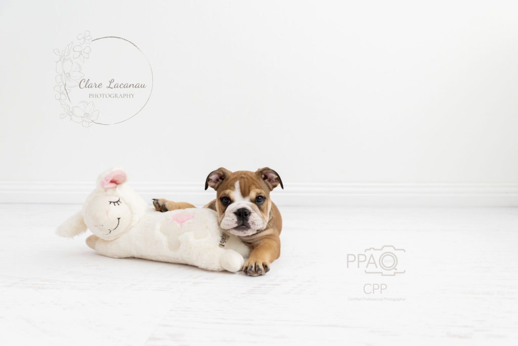 British bulldog Puppy with an afp heartbeat toy in the studio for a photography session