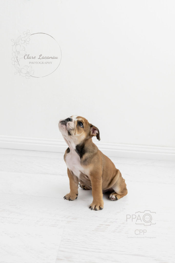 What good boy, little Stanley, British Bulldog Puppy at photo session