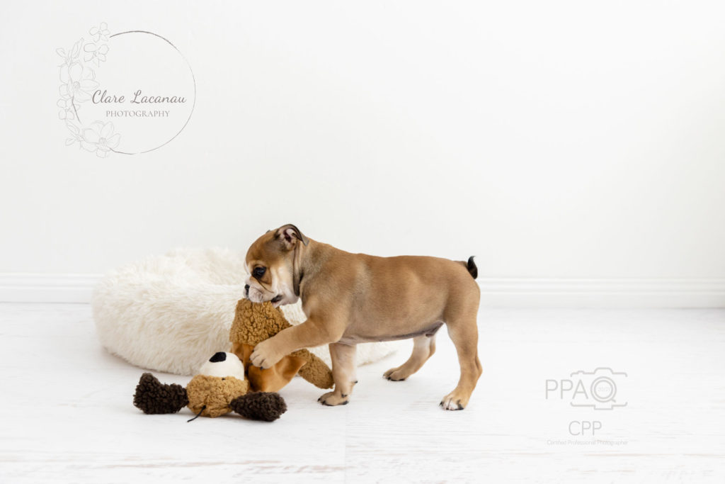 British bulldog puppy playing with a toy in the photography studio