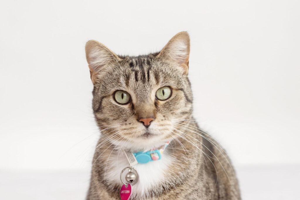 Grey and White tabby cat