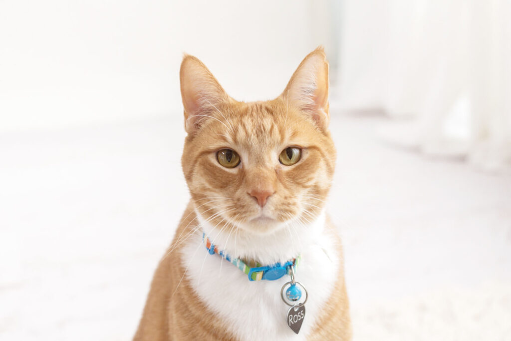 Ginger tabby cat in the photography studio