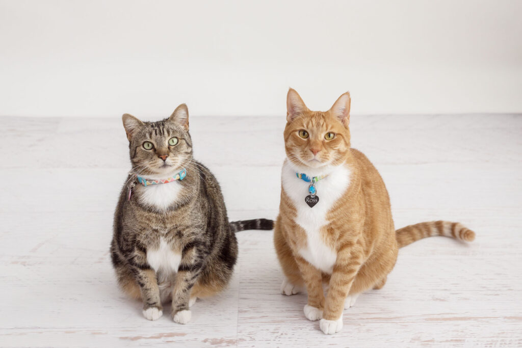 Photograph of two cats in a photography studio having their photo taken