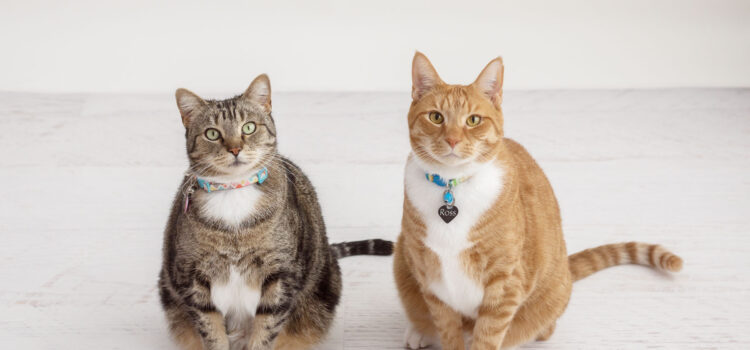 Photograph of two cats in a photography studio having their photo taken