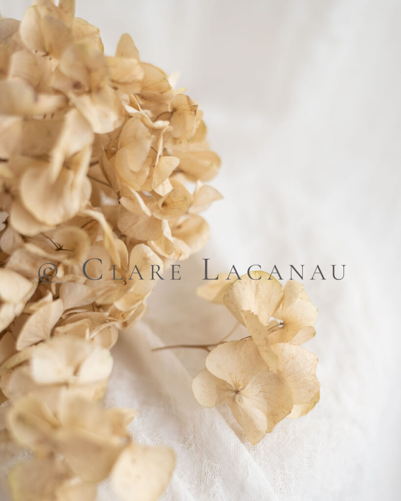 Photograph of an arrangement of dried hydrangeas on a light white background