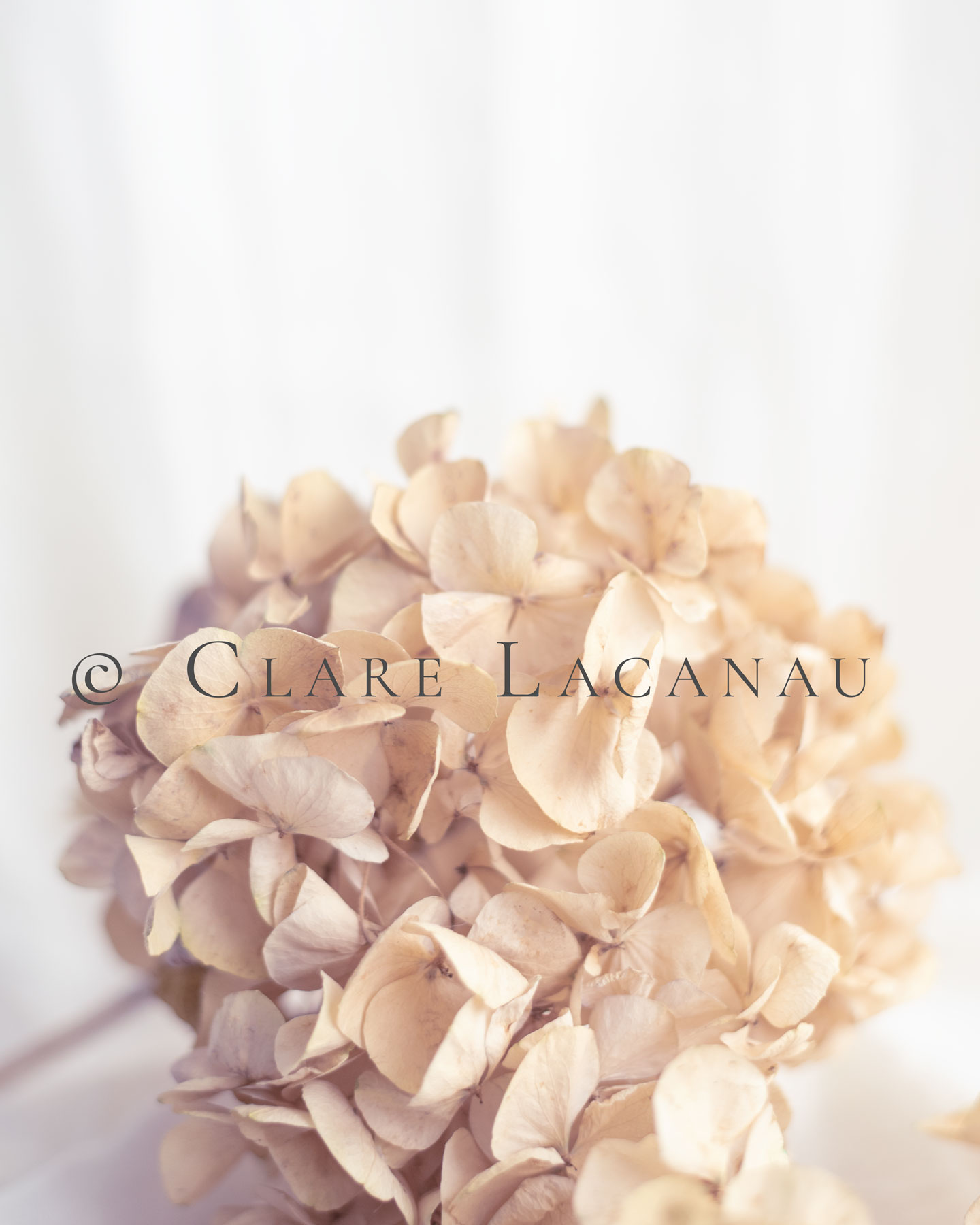 Photograph of a dried hydrangea head on a light white background