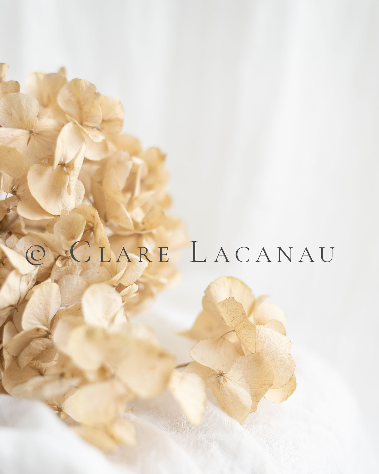 Photograph of a dried hydrangea arrangement on a light white background