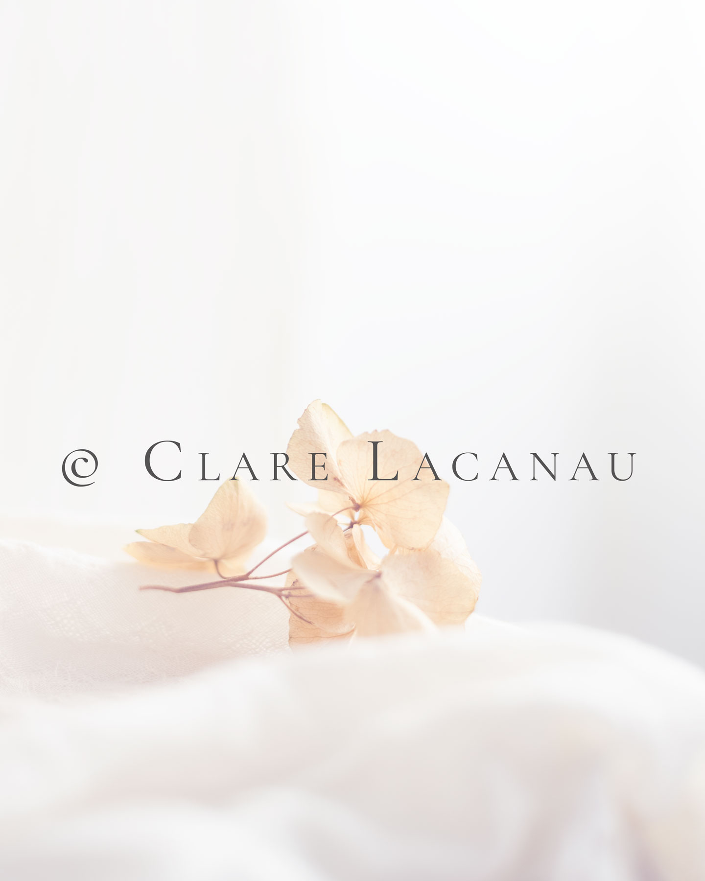 A photograph of a single piece of dried hydrangea on a light white background