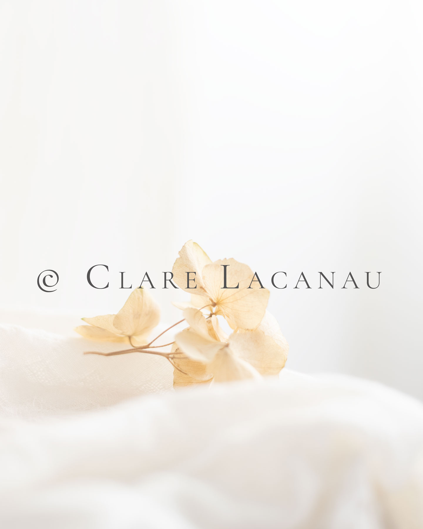 A photograph of a single piece of dried hydrangea on a light white background