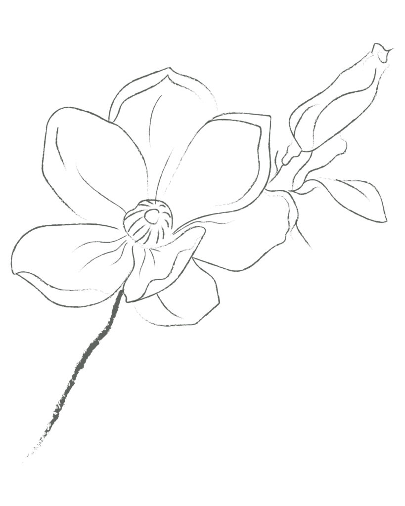 Magnolia Flower - symbol of Clare Lacanau Photography and Clare Lacanau Artist