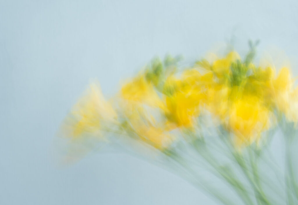 Yellow Fressia's photographed on a blue background - in camera movement artwork by Clare Lacanau