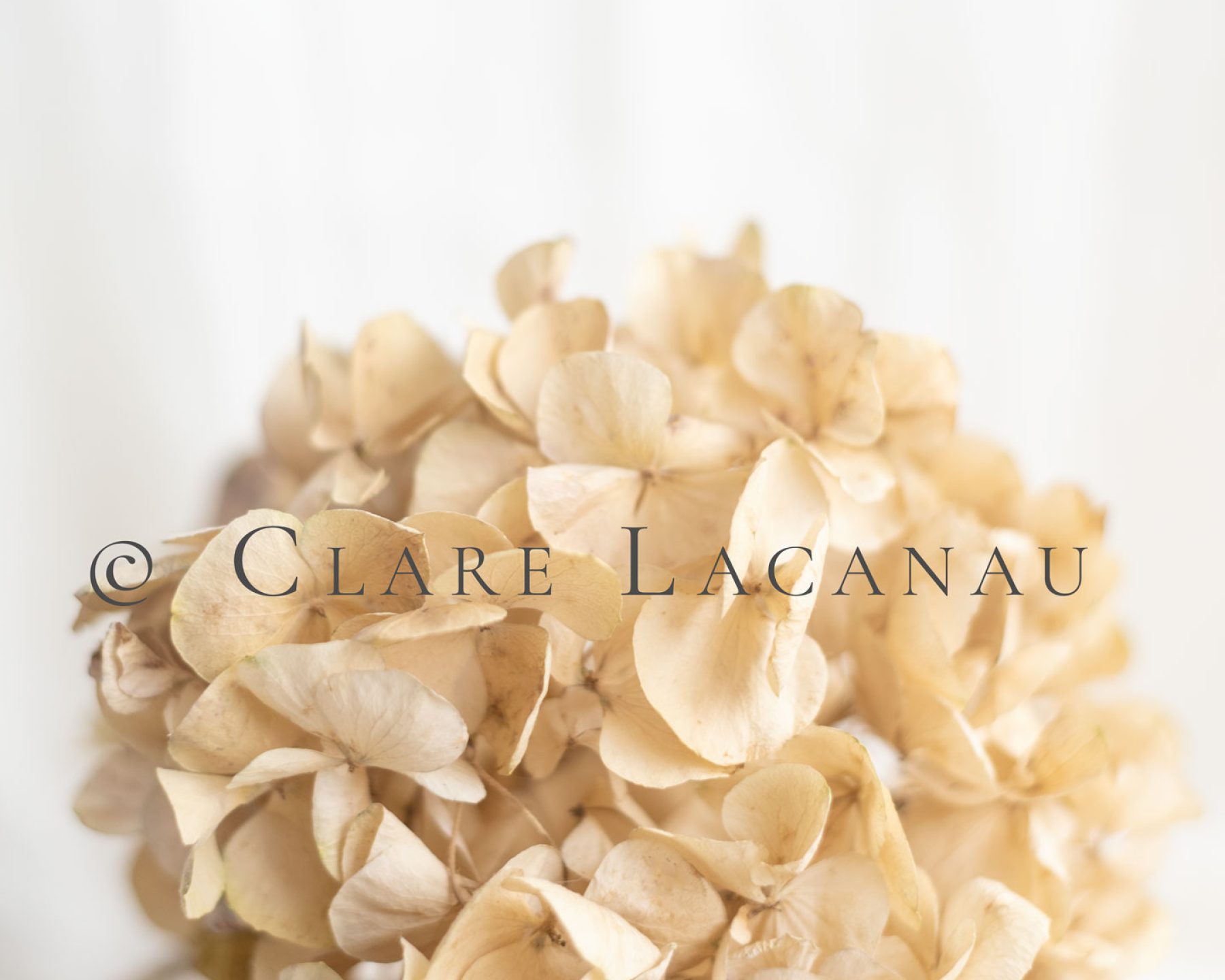 Photograph of a dried hydrangea head on a light white background